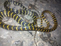 Ngeri, Warga Meluhu Temukan Ular Welang Empat Meter