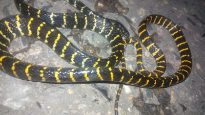 Ngeri, Warga Meluhu Temukan Ular Welang Empat Meter