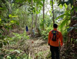 Lagi, Warga Poli-Polia Koltim Hilang Misterius di Hutan Usai Panen Merica