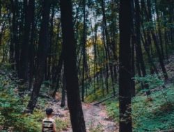 Merinding, Bocah 13 Tahun di Koltim Hilang Misterius di Hutan