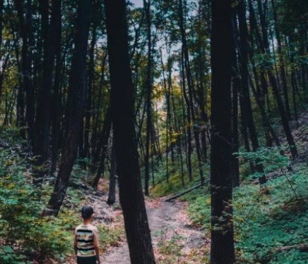 Merinding, Bocah 13 Tahun di Koltim Hilang Misterius di Hutan