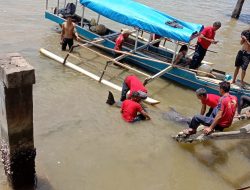 Lumba-lumba Jenis Hidung Botol Terdampar di Sungai Wanggu, BKSDA Evakuasi