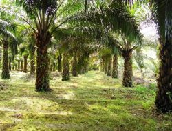 Seorang Pria di Kolaka Ditemukan Tewas dengan Luka Serius di Areal Perkebunan