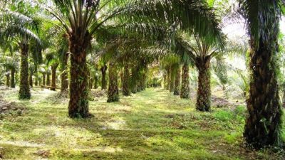 Sempat Kritis, Seorang Pria di Kolaka Ditemukan Tewas di Areal Perkebunan