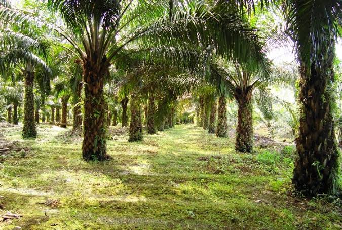 Sempat Kritis, Seorang Pria di Kolaka Ditemukan Tewas di Areal Perkebunan