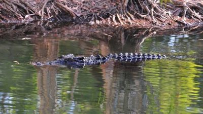 Pemuda di Muna Dilaporkan Hilang Diterkam Buaya