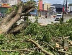 Tanggapi Keluhan Warga, Pj Walikota Kendari Bersama DPRD Lakukan Pembersihan Pohon Rawan Tumbang di Wua-Wua