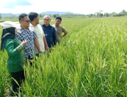 Komisi ll DPRD Provinsi Sultra dan Dinas Ketahanan Pangan Konawe Tinjau Pengembangan Padi M70D di Linonggasai